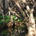 Maddington - s2011e01 - Jan 25 - Canning River Gosnells