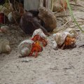 DSC00685